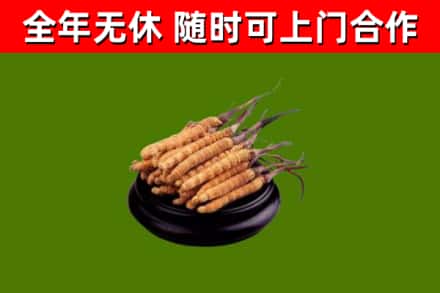 广饶烟酒回收冬虫夏草.jpg