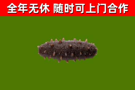 广饶回收海参干